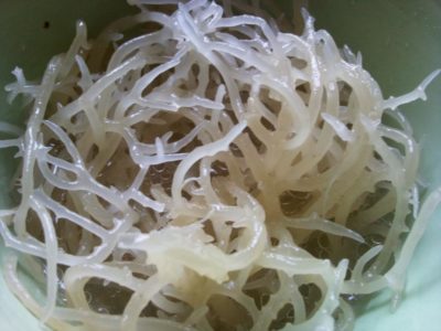 Натуральные сушенные водоросли Агар-Агар