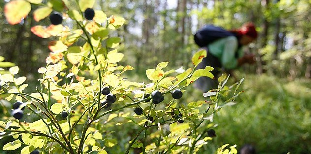 Черничные кусты в Уральских лесах