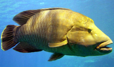 Прототип Мистера Группера: рыба-групер, длиной в природе от 20 см и до 2,5 метров